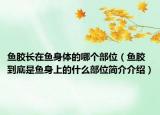 魚膠長在魚身體的哪個部位（魚膠到底是魚身上的什么部位簡介介紹）