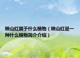 映山紅屬于什么植物（映山紅是一種什么植物簡介介紹）