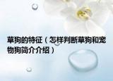 草狗的特征（怎樣判斷草狗和寵物狗簡介介紹）