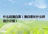 什么叫海白菜（海白菜長什么樣簡介介紹）