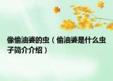 像偷油婆的蟲（偷油婆是什么蟲子簡(jiǎn)介介紹）