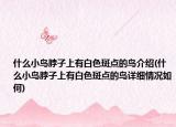 什么小鳥(niǎo)脖子上有白色斑點(diǎn)的鳥(niǎo)介紹(什么小鳥(niǎo)脖子上有白色斑點(diǎn)的鳥(niǎo)詳細(xì)情況如何)