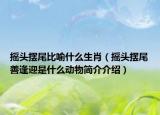 搖頭擺尾比喻什么生肖（搖頭擺尾善逢迎是什么動物簡介介紹）