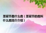 圣誕節(jié)是什么鹿（圣誕節(jié)的鹿叫什么鹿簡介介紹）