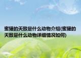 蜜獾的天敵是什么動物介紹(蜜獾的天敵是什么動物詳細(xì)情況如何)