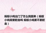 螞蟻小雞出門了怎么找回來(lái)（螞蟻小雞需要趕走嗎 螞蟻小雞要不要趕走）