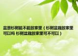 盆景杉樹能不能放家里（杉樹盆栽放家里可以嗎 杉樹盆栽放家里可不可以）