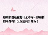 綠茶和白蓮花有什么不同（綠茶和白蓮花有什么區(qū)別簡介介紹）