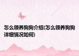 怎么領(lǐng)養(yǎng)狗狗介紹(怎么領(lǐng)養(yǎng)狗狗詳細(xì)情況如何)