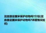 混血狼是國家保護(hù)動(dòng)物嗎?介紹(混血狼是國家保護(hù)動(dòng)物嗎?詳細(xì)情況如何)
