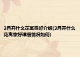3月開什么花寓意好介紹(3月開什么花寓意好詳細情況如何)