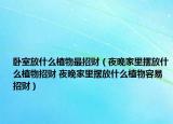 臥室放什么植物最招財（夜晚家里擺放什么植物招財 夜晚家里擺放什么植物容易招財）
