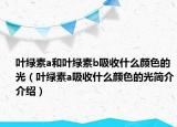 葉綠素a和葉綠素b吸收什么顏色的光（葉綠素a吸收什么顏色的光簡介介紹）