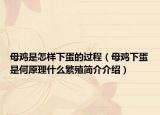 母雞是怎樣下蛋的過程（母雞下蛋是何原理什么繁殖簡介介紹）