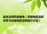 能合法飼養(yǎng)的陸龜（養(yǎng)陸龜犯法嗎養(yǎng)蘇卡達(dá)陸龜犯法嗎簡介介紹）