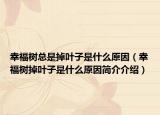 幸福樹(shù)總是掉葉子是什么原因（幸福樹(shù)掉葉子是什么原因簡(jiǎn)介介紹）
