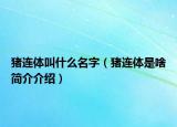 豬連體叫什么名字（豬連體是啥簡介介紹）