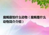 魔蝎座怕什么動(dòng)物（魔蝎是什么動(dòng)物簡(jiǎn)介介紹）