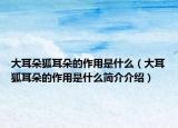 大耳朵狐耳朵的作用是什么（大耳狐耳朵的作用是什么簡介介紹）