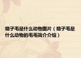 貉子毛是什么動(dòng)物圖片（貉子毛是什么動(dòng)物的毛毛簡(jiǎn)介介紹）