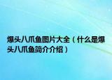 爆頭八爪魚圖片大全（什么是爆頭八爪魚簡介介紹）