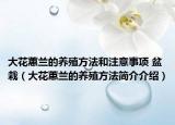 大花蕙蘭的養(yǎng)殖方法和注意事項(xiàng) 盆栽（大花蕙蘭的養(yǎng)殖方法簡(jiǎn)介介紹）