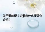 關于鵝的梗（企鵝肉什么梗簡介介紹）