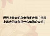 世界上最大的烏龜有多大呢（世界上最大的烏龜是什么龜簡(jiǎn)介介紹）