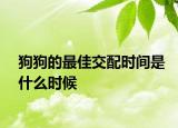 狗狗的最佳交配時間是什么時候