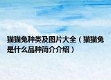 貓貓兔種類及圖片大全（貓貓兔是什么品種簡介介紹）