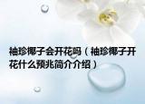 袖珍椰子會(huì)開(kāi)花嗎（袖珍椰子開(kāi)花什么預(yù)兆簡(jiǎn)介介紹）
