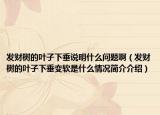 發(fā)財樹的葉子下垂說明什么問題啊（發(fā)財樹的葉子下垂變軟是什么情況簡介介紹）