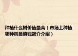 種植什么樹價值最高（市場上種植哪種樹最值錢簡介介紹）