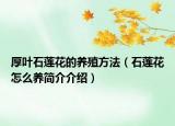 厚葉石蓮花的養(yǎng)殖方法（石蓮花怎么養(yǎng)簡(jiǎn)介介紹）