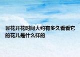 曇花開(kāi)花時(shí)間大約有多久看看它的花兒是什么樣的