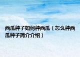 西瓜種子如何種西瓜（怎么種西瓜種子簡介介紹）