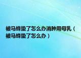 被馬蜂蟄了怎么辦消腫用母乳（被馬蜂蟄了怎么辦）