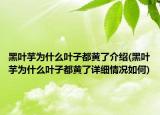 黑葉芋為什么葉子都黃了介紹(黑葉芋為什么葉子都黃了詳細(xì)情況如何)