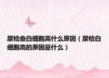 尿檢查白細胞高什么原因（尿檢白細胞高的原因是什么）