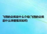 飛翔的企鵝是什么介紹(飛翔的企鵝是什么詳細情況如何)