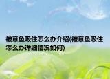 被章魚吸住怎么辦介紹(被章魚吸住怎么辦詳細(xì)情況如何)