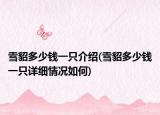 雪貂多少錢一只介紹(雪貂多少錢一只詳細(xì)情況如何)