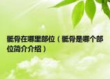 骶骨在哪里部位（骶骨是哪個(gè)部位簡(jiǎn)介介紹）