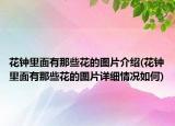 花鐘里面有那些花的圖片介紹(花鐘里面有那些花的圖片詳細情況如何)