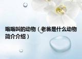 嗡嗡叫的動物（老翁是什么動物簡介介紹）