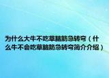 為什么大牛不吃草腦筋急轉(zhuǎn)彎（什么牛不會吃草腦筋急轉(zhuǎn)彎簡介介紹）