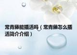 常青藤能插活嗎（常青藤怎么插活簡(jiǎn)介介紹）