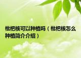 枇杷核可以種植嗎（枇杷核怎么種植簡介介紹）