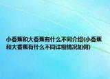 小香蕉和大香蕉有什么不同介紹(小香蕉和大香蕉有什么不同詳細情況如何)