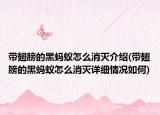 帶翅膀的黑螞蟻怎么消滅介紹(帶翅膀的黑螞蟻怎么消滅詳細(xì)情況如何)